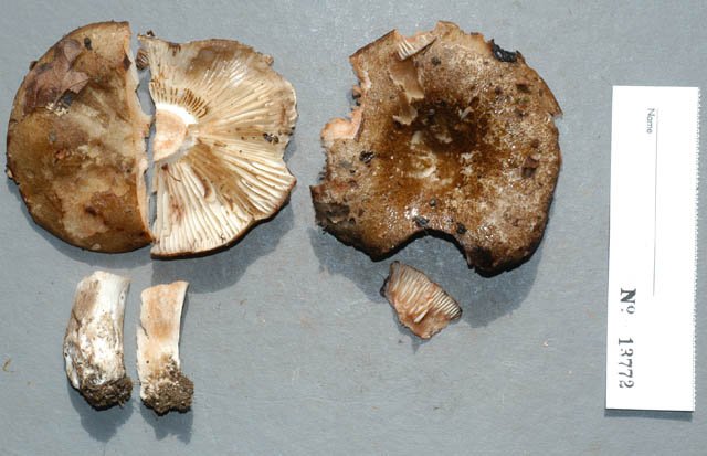 Russula nigricans image